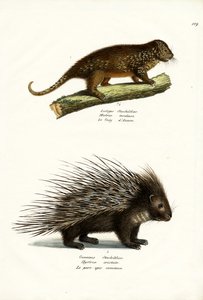 ヤマアラシ、1824